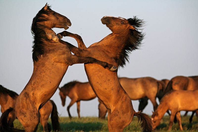 Mustang