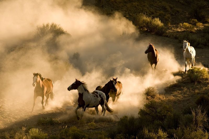 Mustangs in Popular Culture