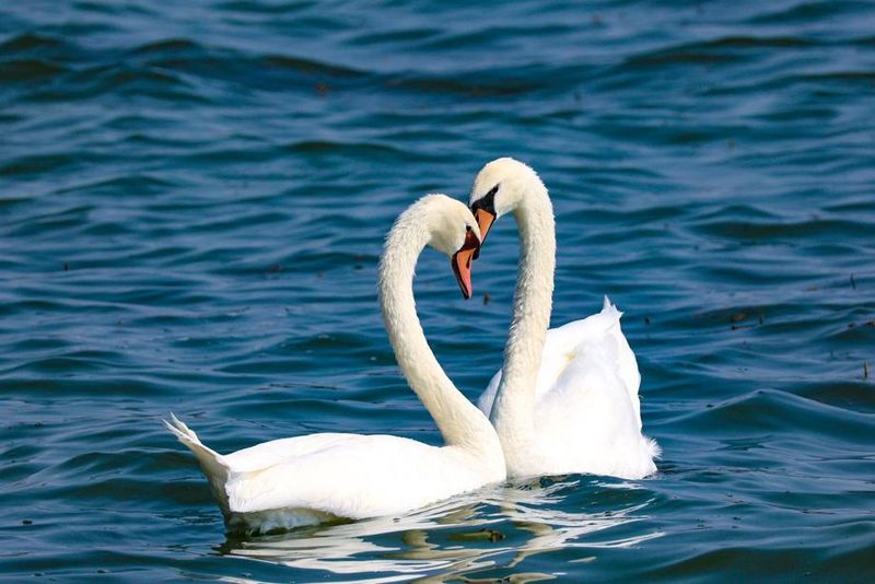 Mute Swan