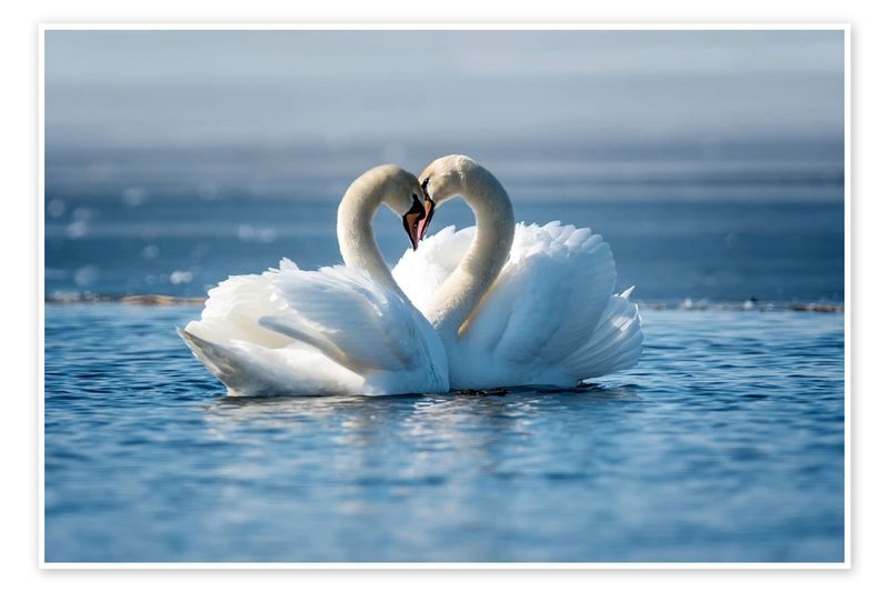 Mute Swan