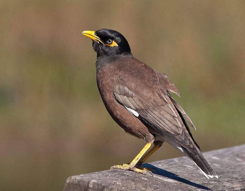 Myna