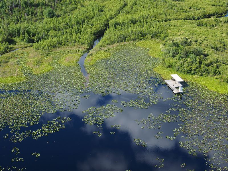 Mysterious Swamps of Okefenokee