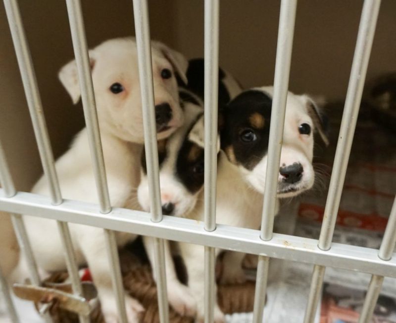 Myth 1: All Shelter Dogs Are Old
