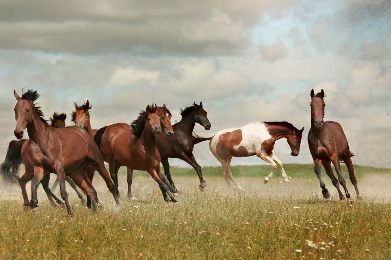 Myth 1: All Wild Horses Are Mustangs