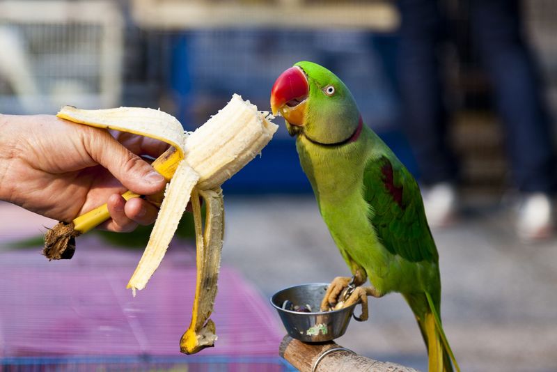 Myth 1: Birds Only Eat Seeds