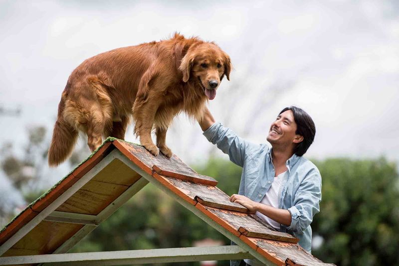 Myth 1: Old Dogs Can't Learn New Tricks