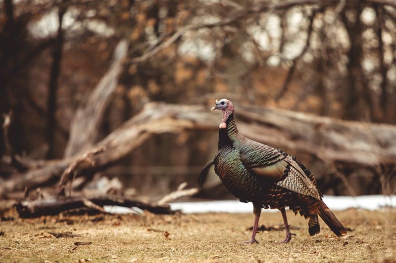 Myth 1: Silent Turkeys Aren't Around