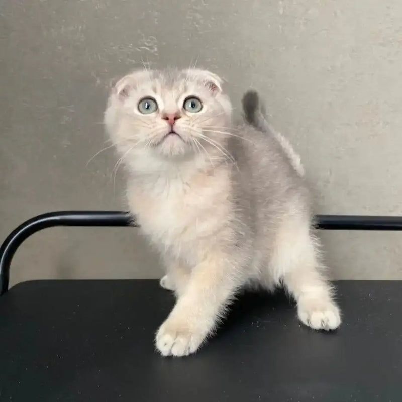 Myth 10: Rescue Cats are Not Purebred