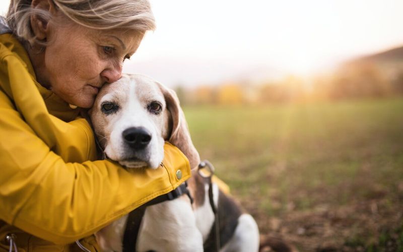 Myth 10: Senior Dogs are Unadoptable