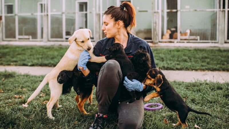 Myth 10: Shelter Dogs Can't Form Bonds