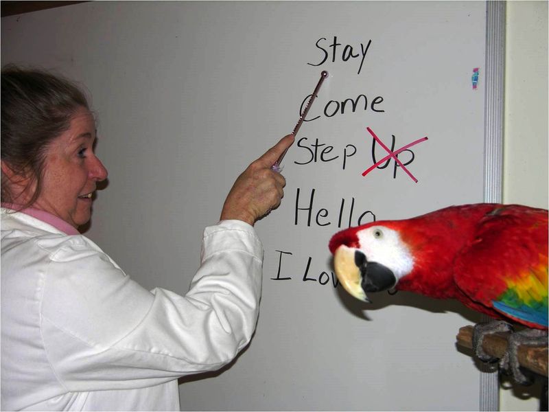 Myth 11: Birds Can't Be Trained