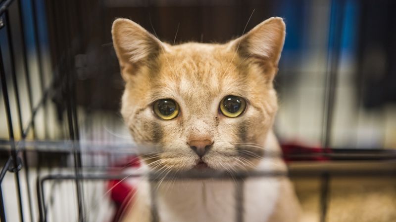 Myth 11: Rescue Cats Have No History