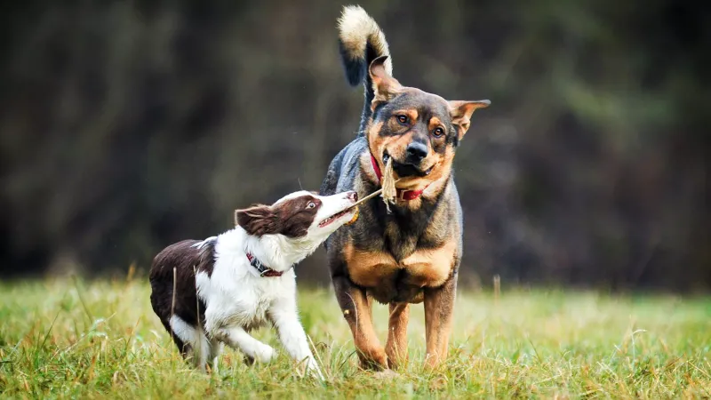 Myth 11: Senior Dogs Don't Play