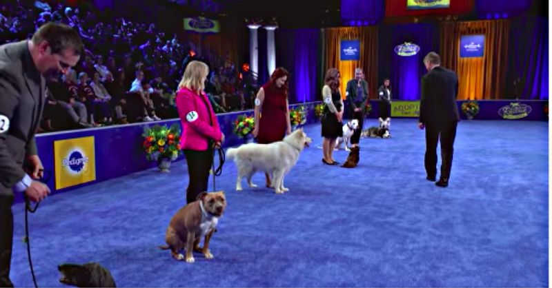 Myth 11: Shelter Dogs Are Second-Rate