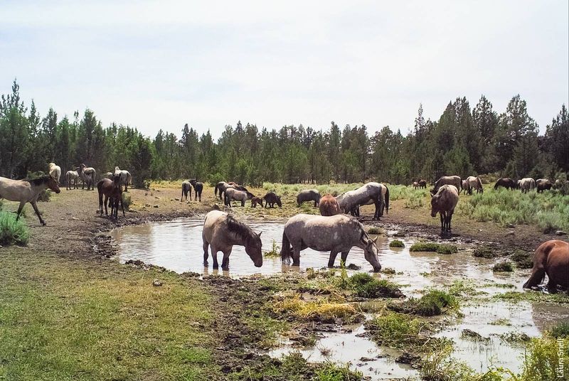 Myth 11: Wild Horses Are Starving Due to Lack of Resources