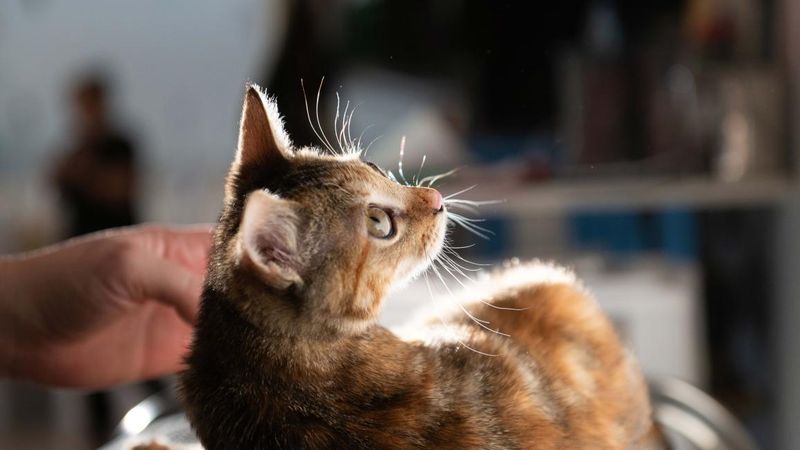 Myth 12: Rescue Cats are Too Independent