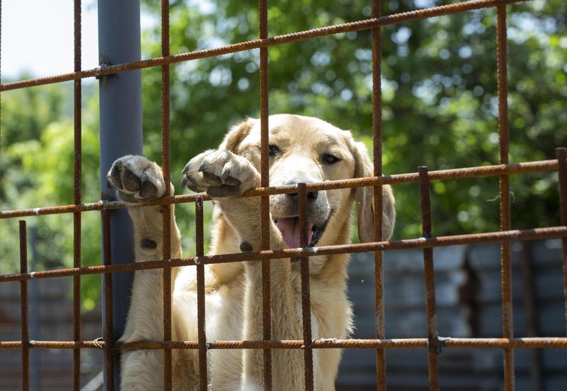 Myth 12: Shelter Dogs Don't Live Long