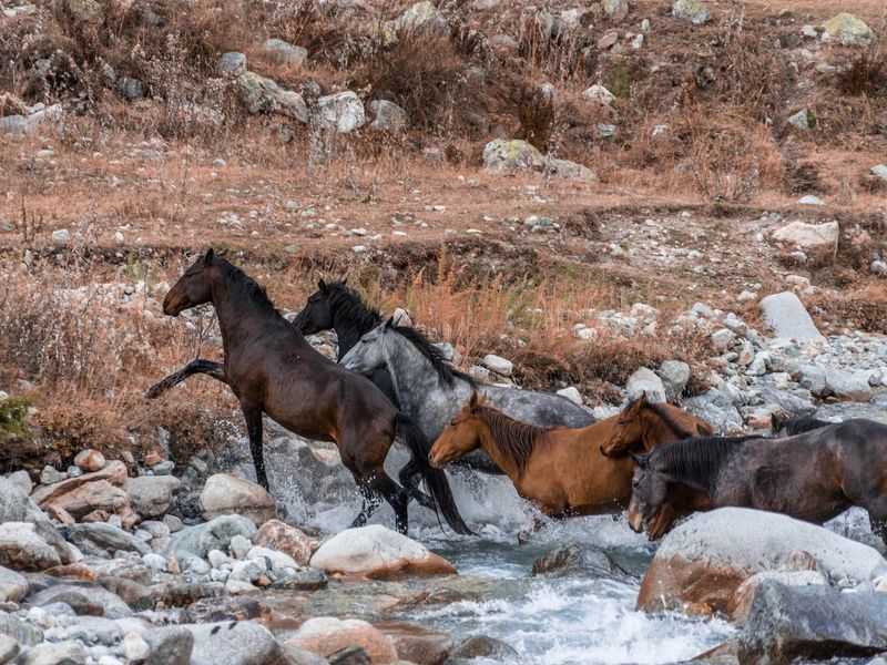 Myth 12: Wild Horses Are Invincible to Predators