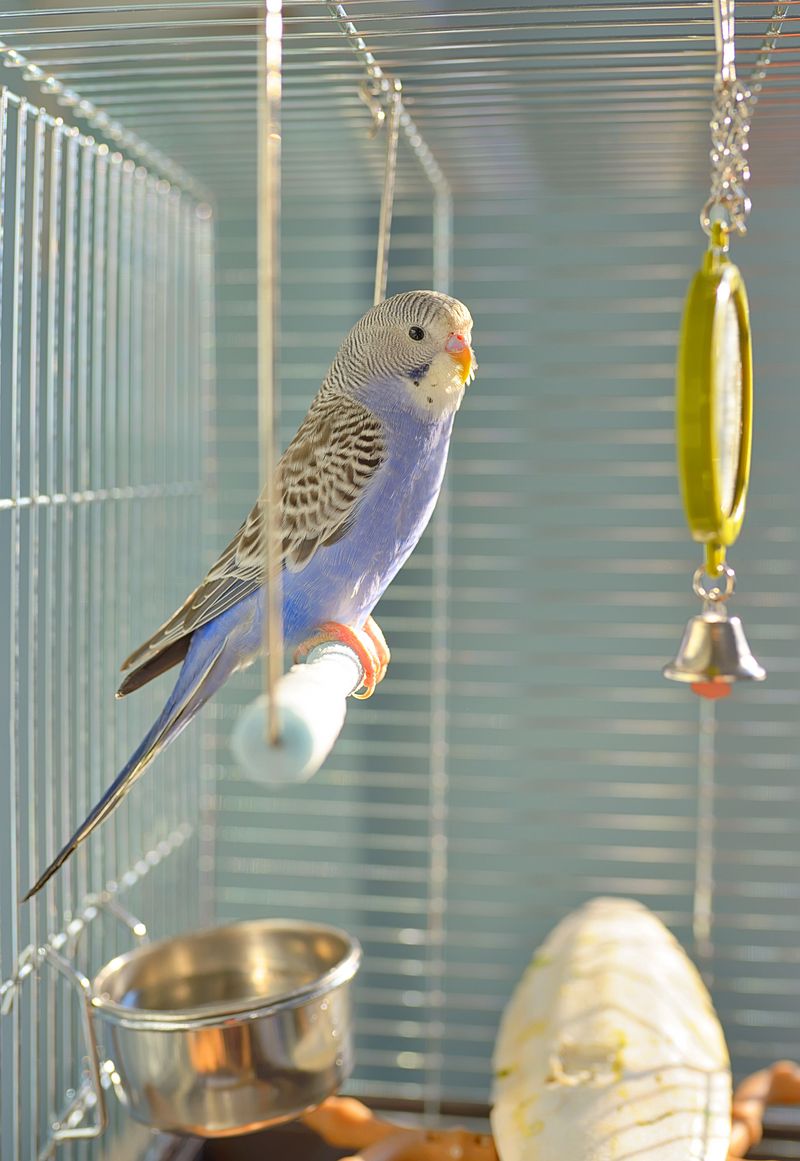 Myth 13: Birds Can't Get Bored