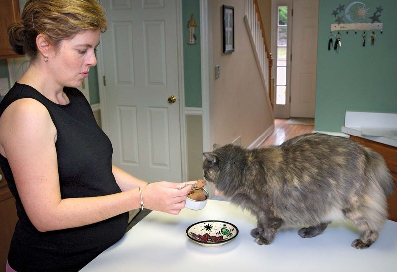 Myth 13: Rescue Cats Require Special Care