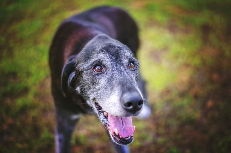 Myth 13: Senior Dogs Have Poor Cognitive Function