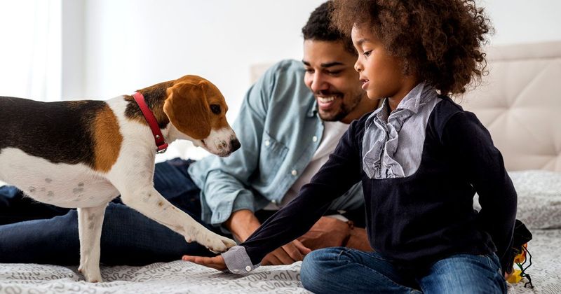 Myth 13: Shelter Dogs Can't Be Family Pets
