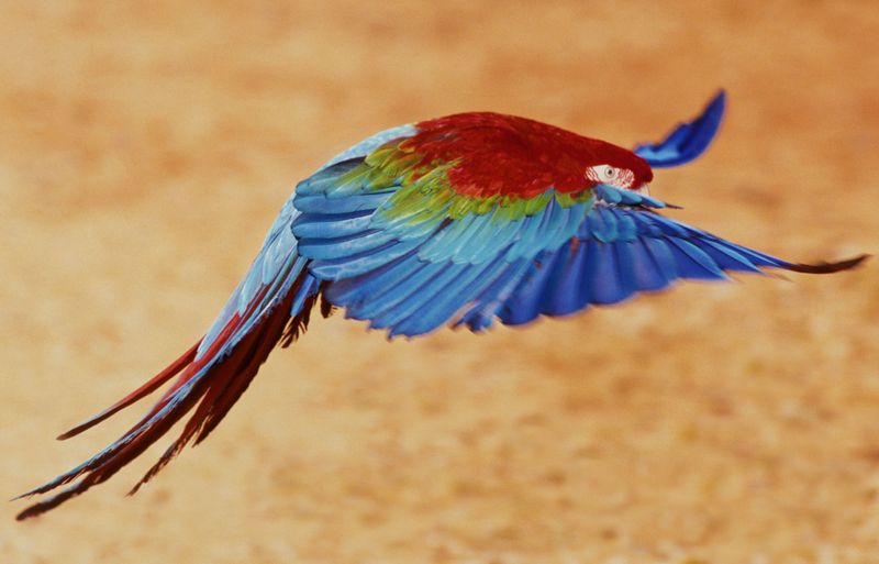Myth 14: Birds Require Minimal Space