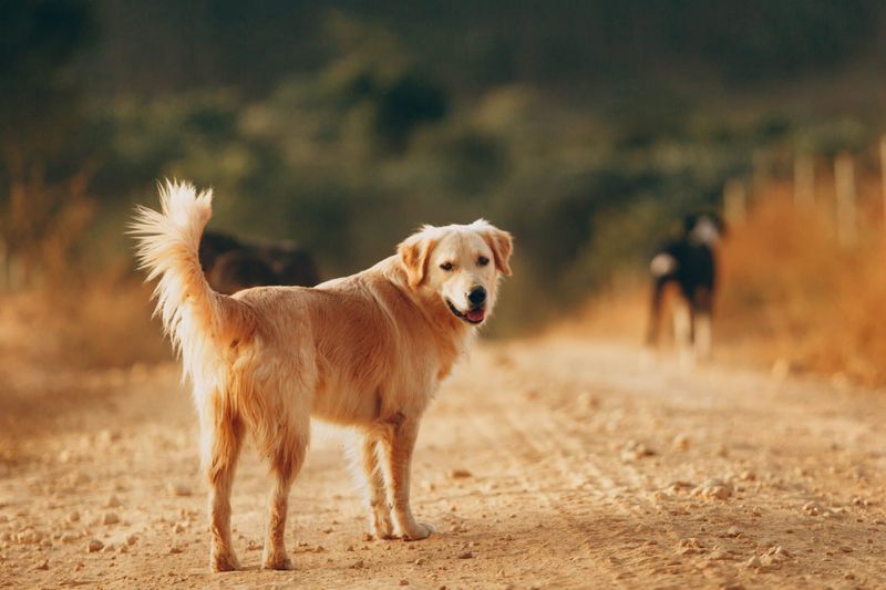 Myth 14: Every Senior Dog is the Same