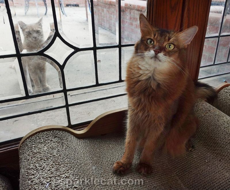 Myth 14: Rescue Cats are Difficult to Train
