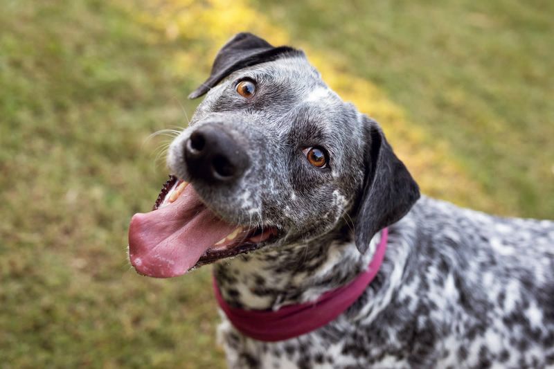 Myth 14: Shelter Dogs Aren't Playful