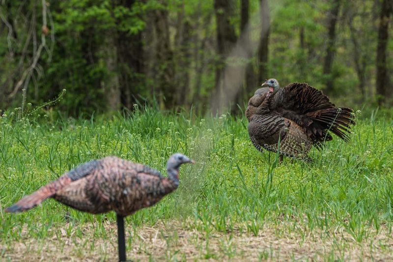Myth 14: You Can't Hunt Turkeys in Windy Conditions