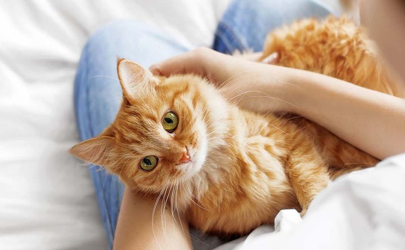 Myth 15: Rescue Cats are Not as Loving