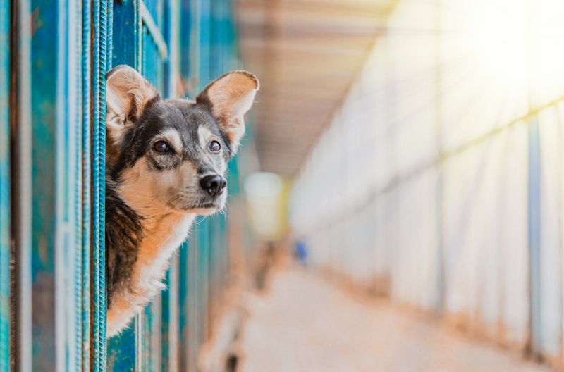 Myth 15: Shelter Dogs Are Unpredictable