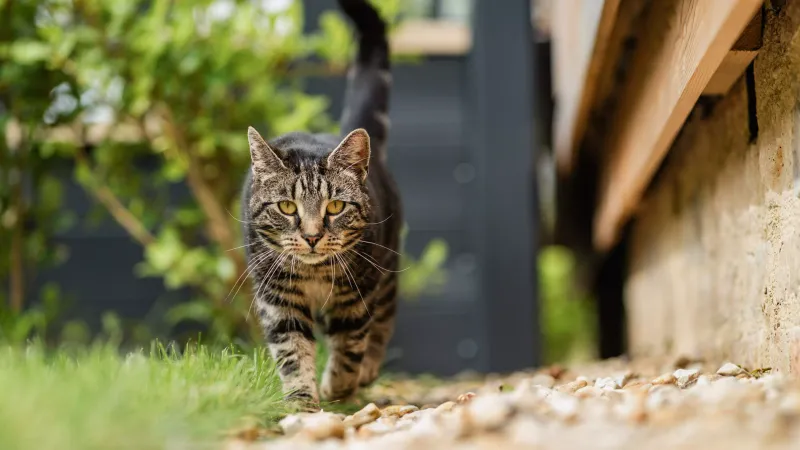 Myth 16: Rescue Cats are Hard to Find