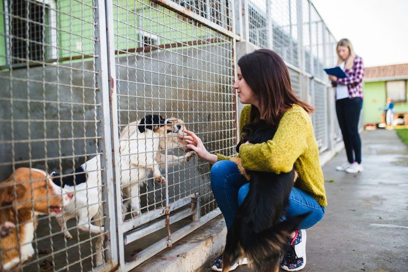 Myth 16: Shelter Dogs Are Hard to Find