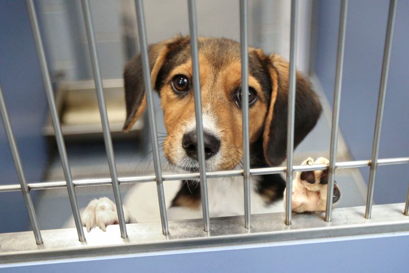 Myth 17: Shelter Dogs Are More Expensive