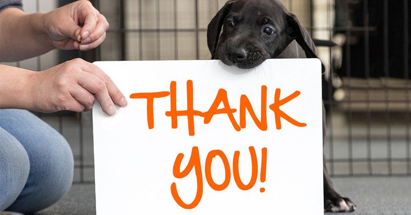 Myth 18: Shelter Dogs Aren't Grateful