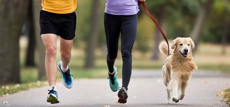 Myth 2: Senior Dogs Don't Need Exercise