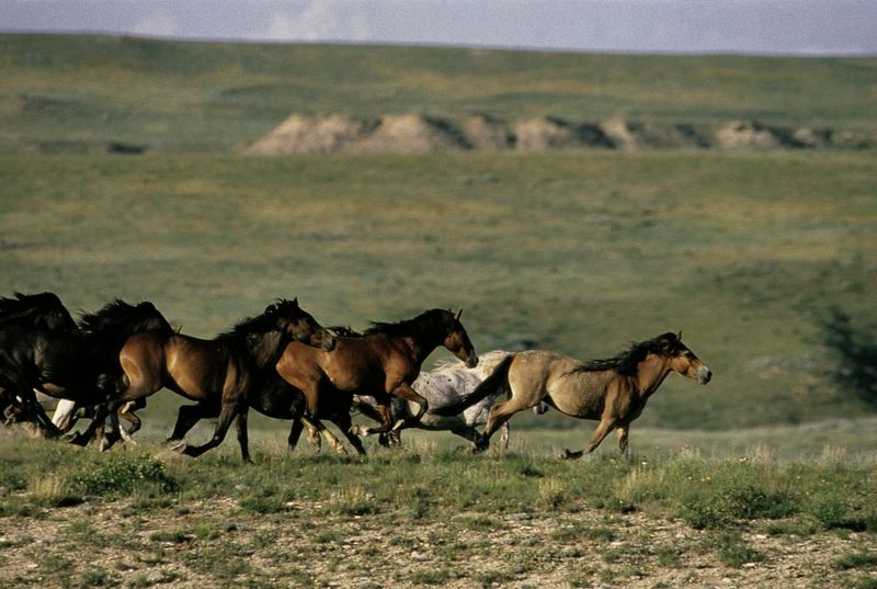 Myth 2: Wild Horses Are Native to America
