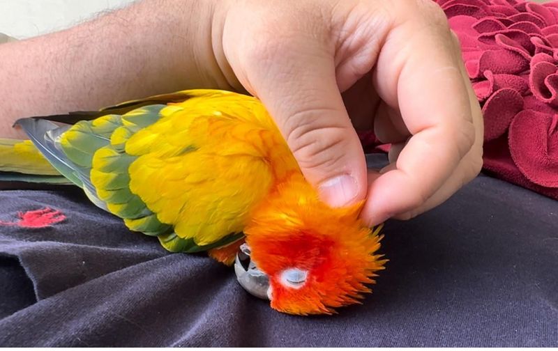 Myth 3: Birds Can't Be Affectionate