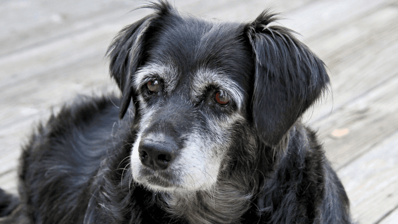 Myth 3: Gray Fur Means Health Problems