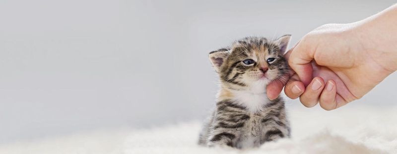 Myth 3: Kittens are Better than Adults