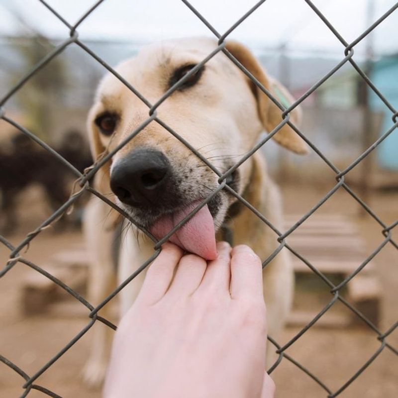 Myth 3: Shelter Dogs Have Behavioral Issues