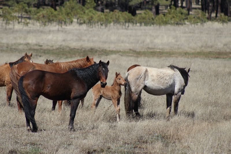 Myth 3: Wild Horses Destroy the Environment