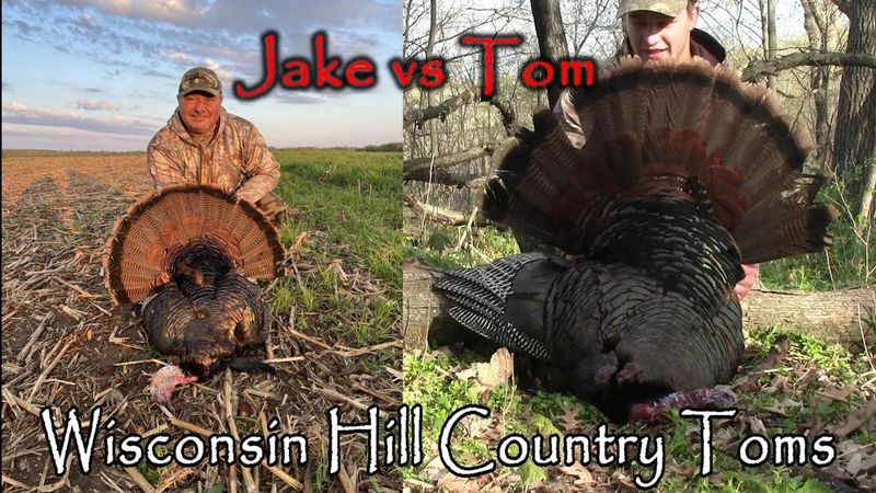 Myth 4: All Gobblers are Toms