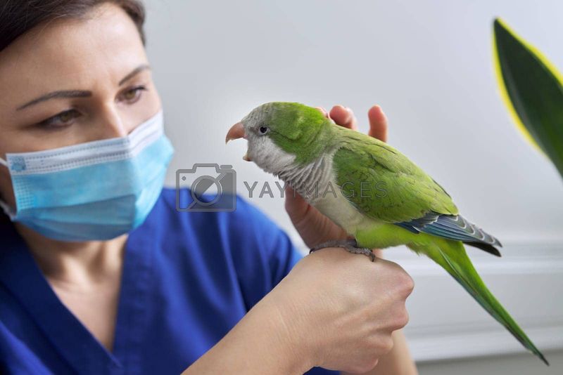 Myth 4: Birds Don't Need Regular Veterinary Care