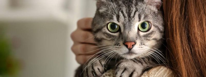 Myth 4: Rescue Cats Can't Bond with New Owners