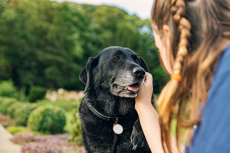 Myth 4: Senior Dogs Need Less Attention