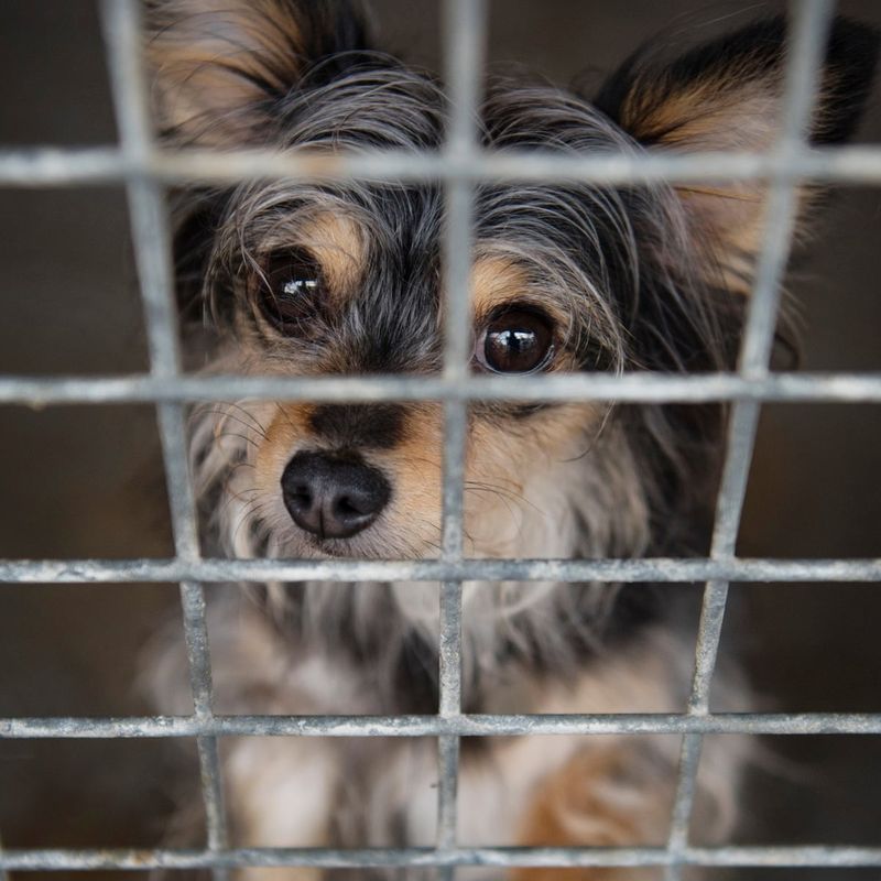 Myth 4: Shelter Dogs Come From Bad Backgrounds