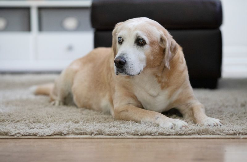 Myth 5: All Senior Dogs Have Arthritis